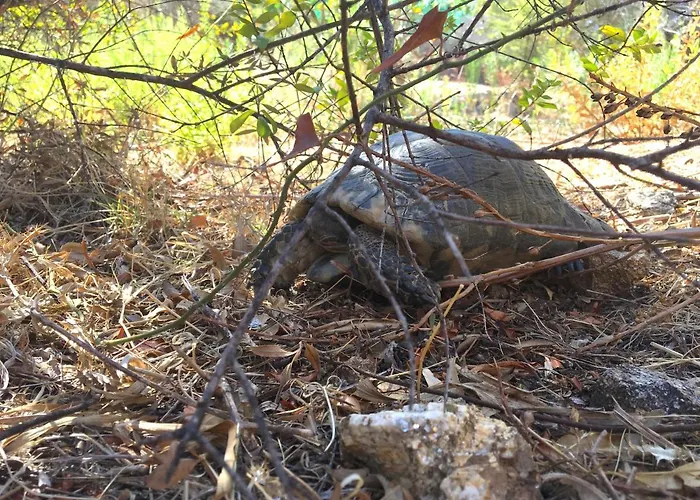 La Casa Di Alice Turchese